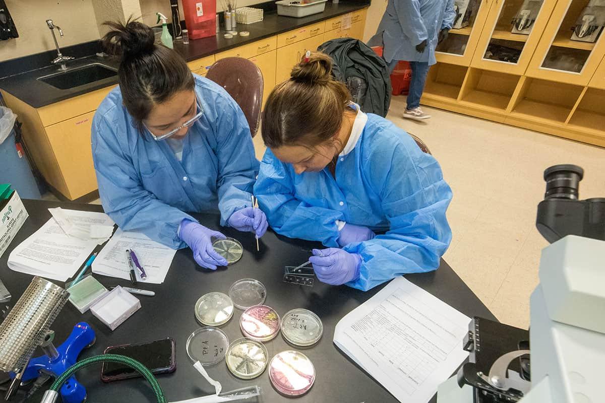 Two 火博体育 students preparing samples in the biology lab
